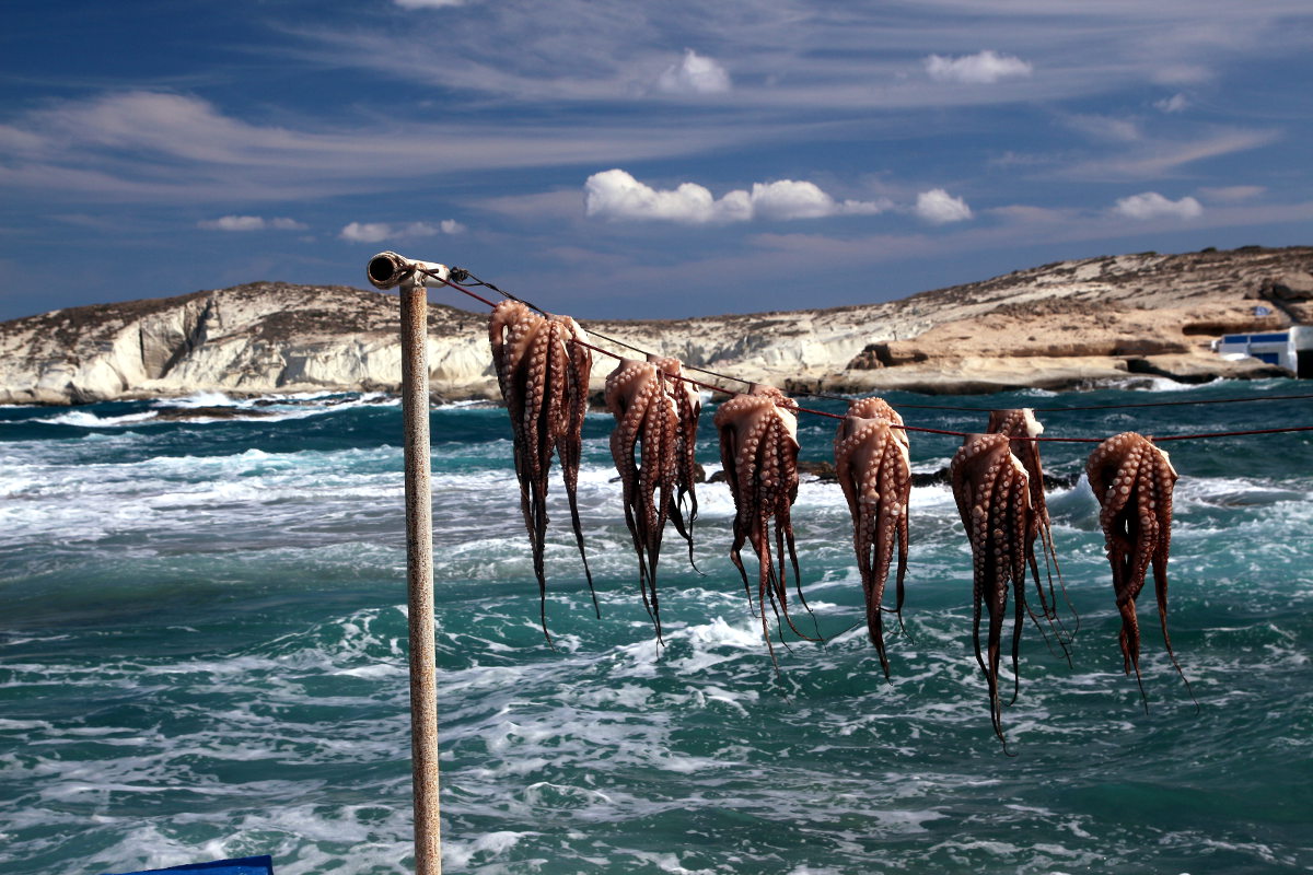Ulovené chobotnice. Mandrakia - ostrov Milos
